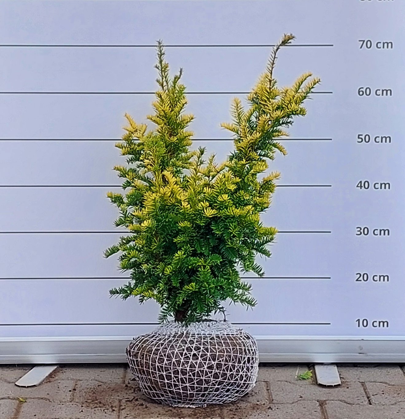 Taxus b. 'Semperaurea' - 40-50 CM RB